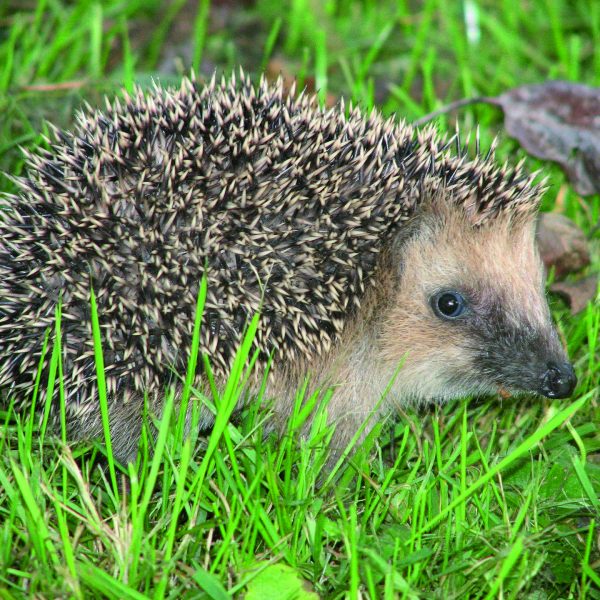 Foto_igel